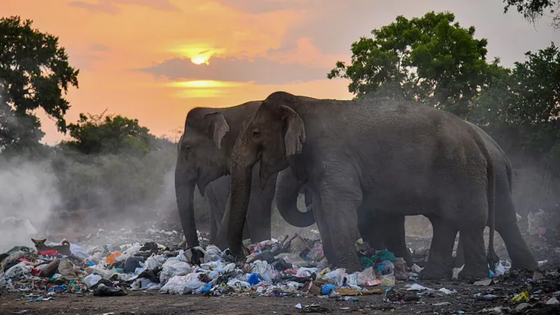 Three Men Arrested After Wild Elephant Burned Alive in Sri Lanka’s Mihintale