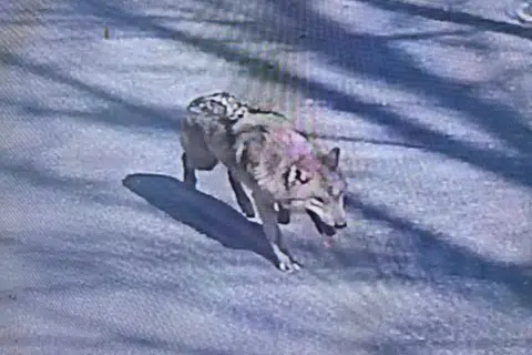 Runaway Zoo Wolf Sparks Crypto Craze, Draws President’s Attention in South Korea
